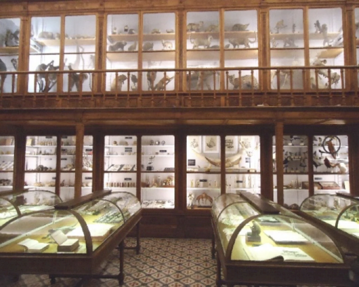 Fig. 5 - Galeria de História Natural, Sala Vandelli.