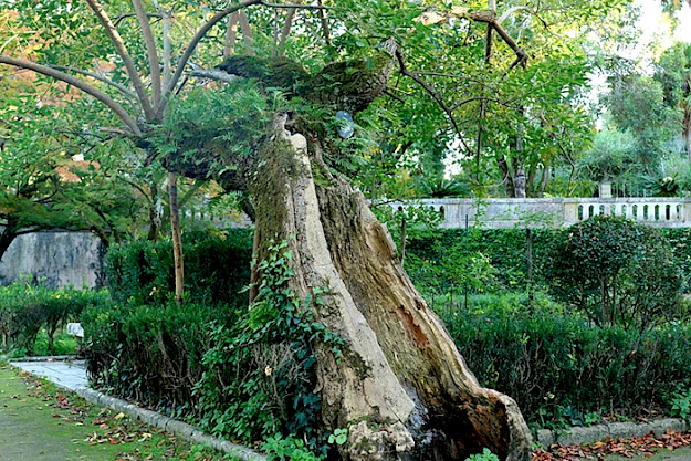 Fig. 3 - Erythrina crista-galli, de nome comum corticeira, uma árvore bicentenária no Jardim Botânico, 2021
