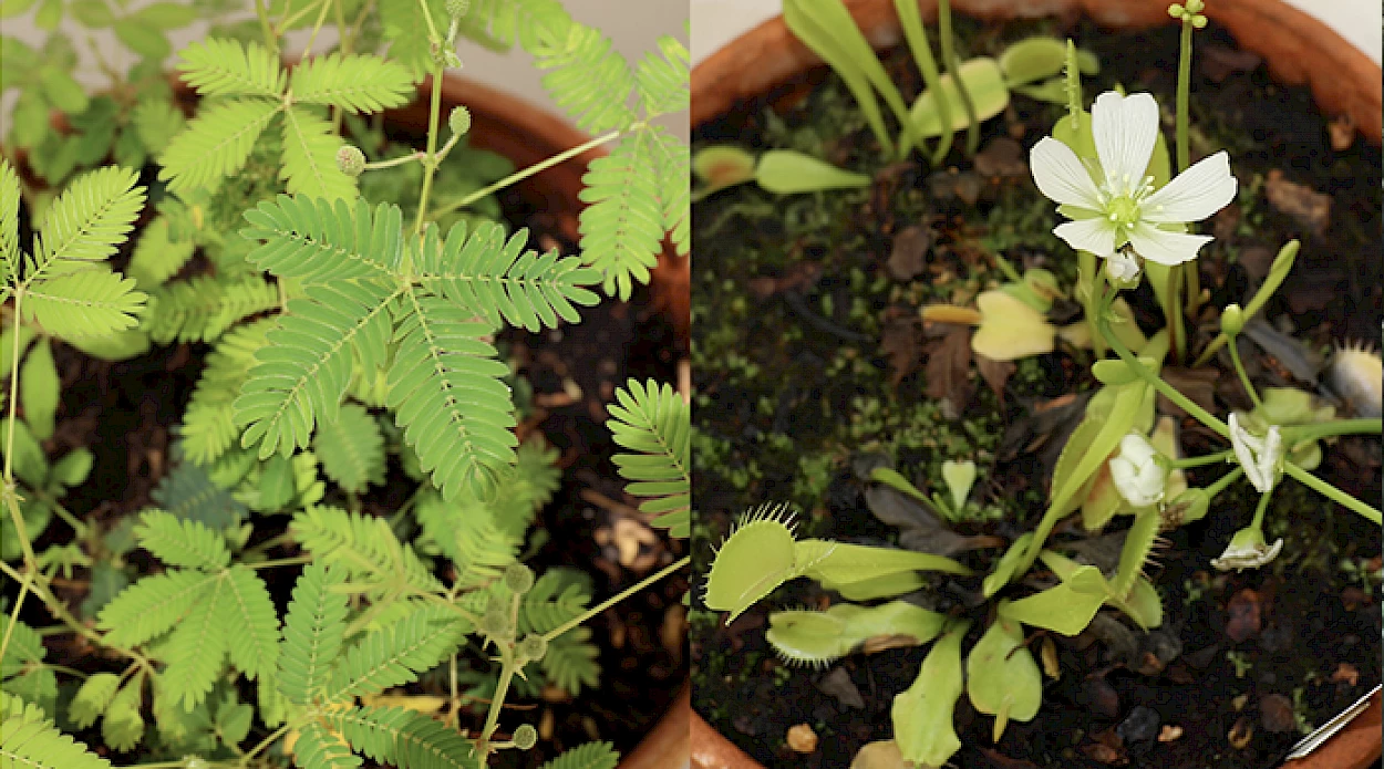 Fig. 1 - Dormideira – Mimosa pudica L. (à esquerda) e dioneia – Dionaea muscipula Ellis (à direita), ambas presentes na Estufa Tropical do Jardim Botânico da Universidade de Coimbra.