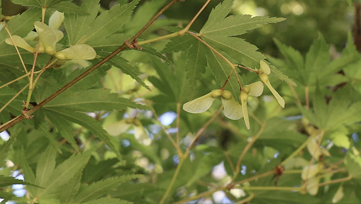 Fig. 3 - Sâmara de ácer (Acer palmatum Thunberg)