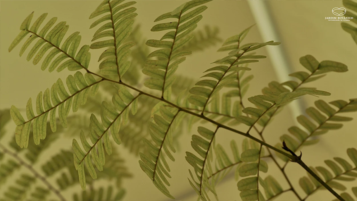 Fig. 1 - Exemplar arbóreo jovem de Pau-brasil (Paubrasilia echinata (Lam.) Gagnon, H.C.Lima & G.P.Lewis) que faz parte da coleção viva de plantas da Estufa Tropical do Jardim Botânico da Universidade de Coimbra.