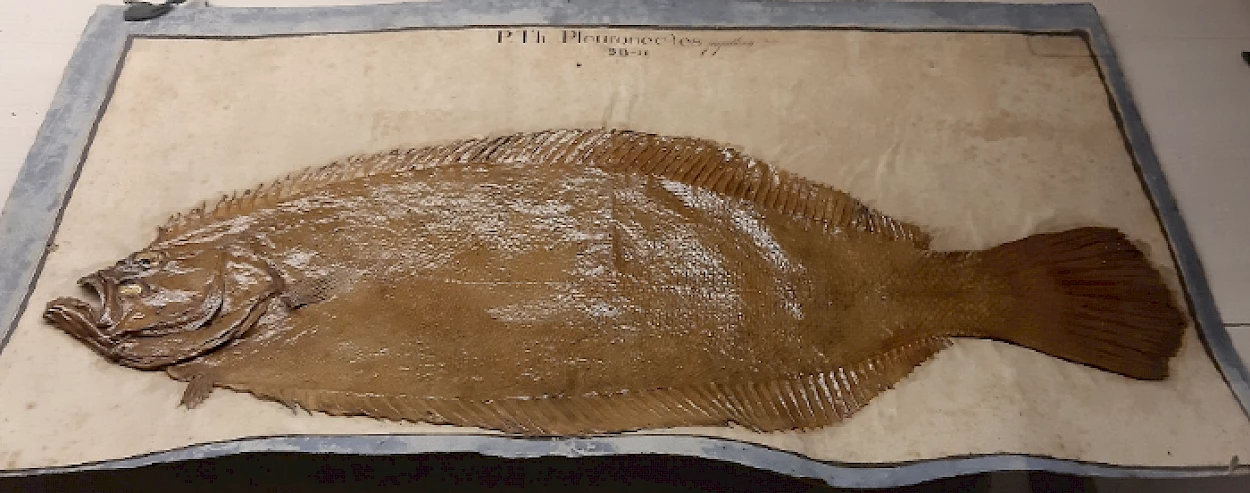 Fig.1 - Peixe de uma coleção histórica conservado em “herbário” em exposição no Museu da Ciência da Universidade de Coimbra.