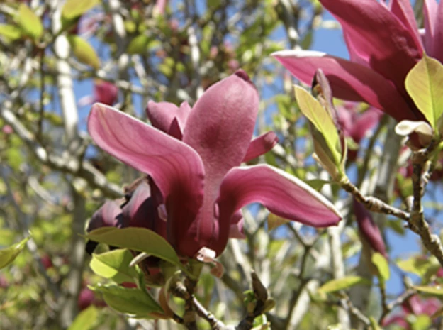 Fig. 5 – Flor de Magnolia liliflora var. nigra.