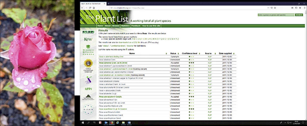 Fig. 2 – Rosa. Plataforma on-line (The Plant List) para o género Rosa L. (5369 de registos; In: http://www.theplantlist.org/).