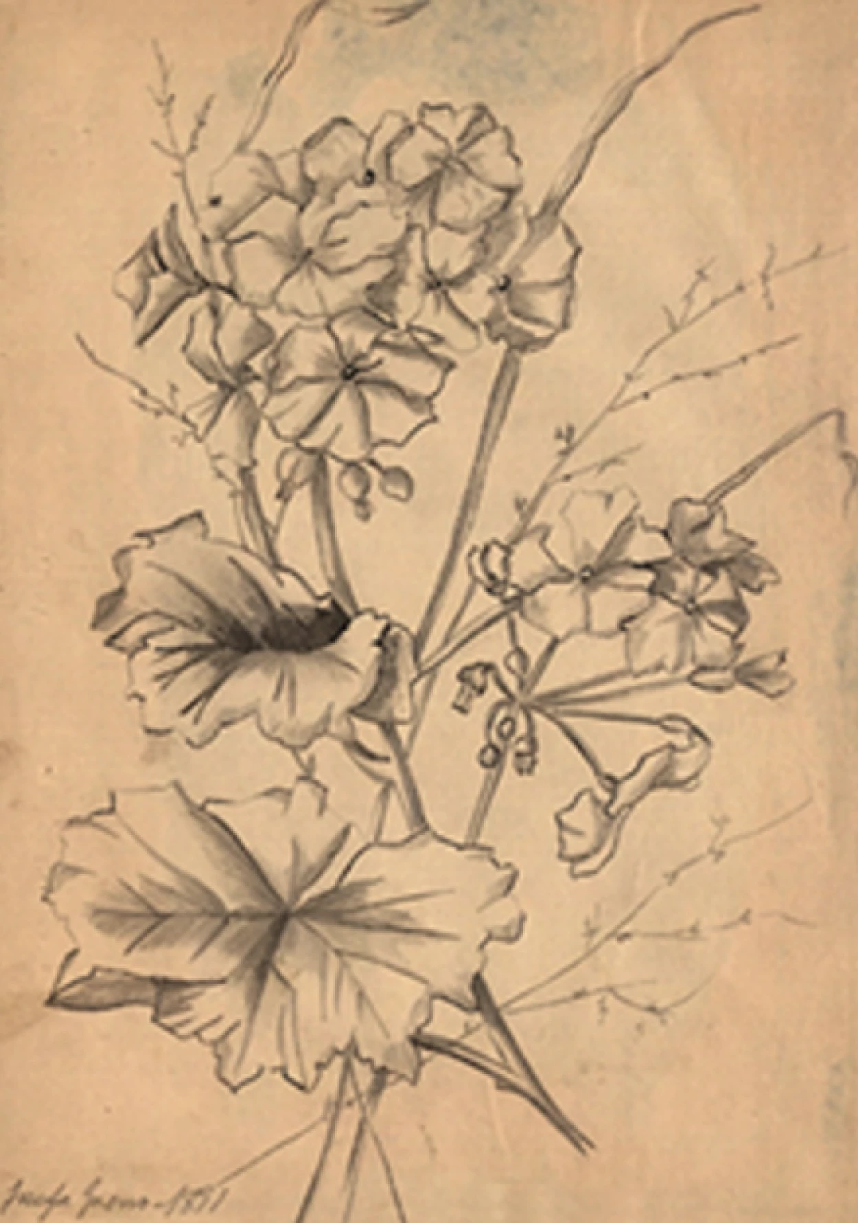 Fig. 2 – Desenho a lápis da autoria de Josefa Greno (1850-1902), com representação floral, tanto ao seu gosto, assinado e datado (1891)
