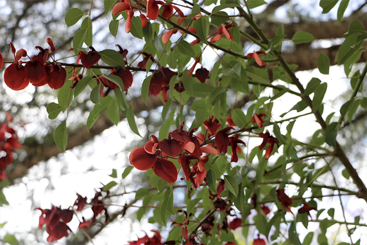 Fig. 1 – Erythrina crista-galli, o seu nome científico, significa “crista de galo vermelha” pela forma das suas flores.