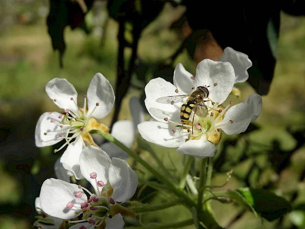 Mosca das flores (Eupeodes sp.) em pereira
