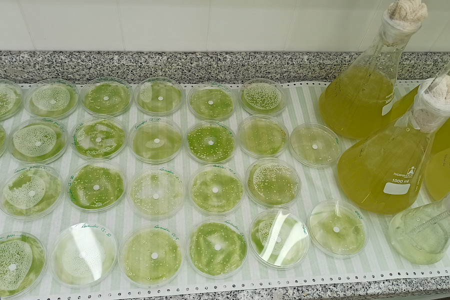Growth inhibition tests of terrestrial algae using essential oils