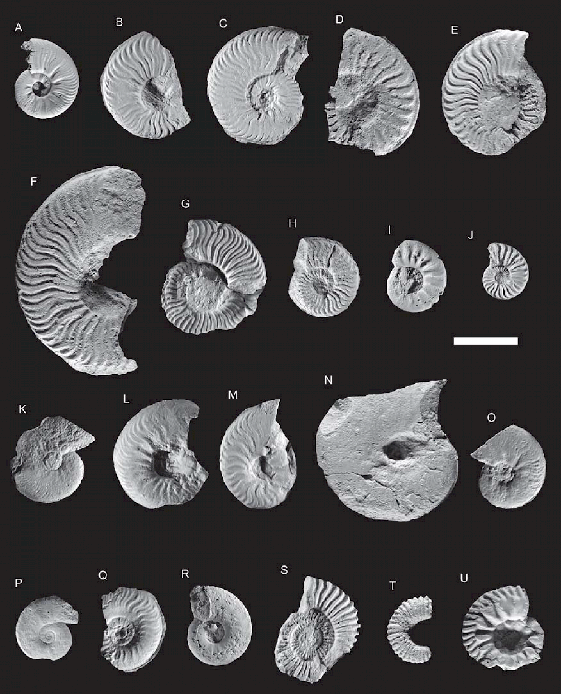 Amonites da passagem Toarciano-Aaleniano do perfil de São Gião (in HENRIQUES, M. H. & CANALES, M. L. (2013)